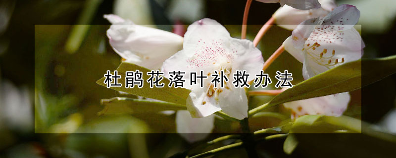 杜鵑花落葉補(bǔ)救辦法