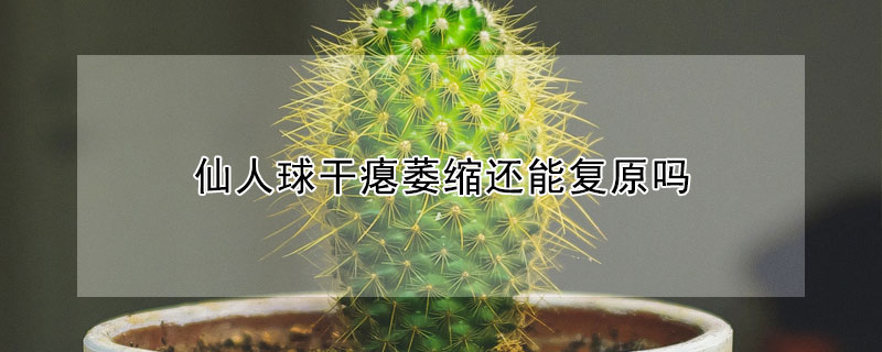 仙人球干癟萎縮還能復原嗎