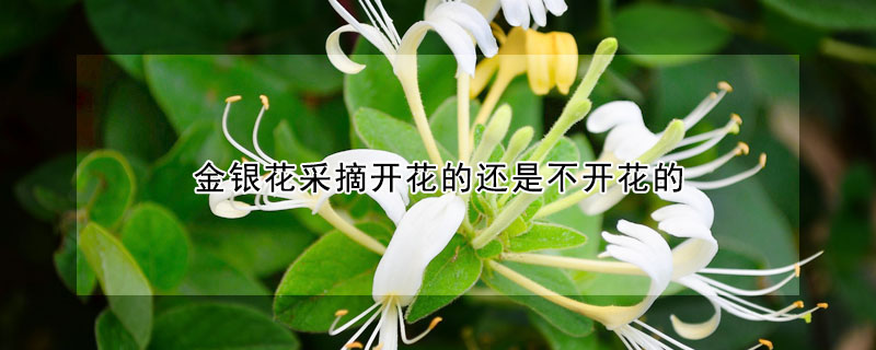 金銀花采摘開花的還是不開花的