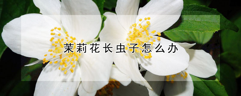 茉莉花長蟲子怎么辦