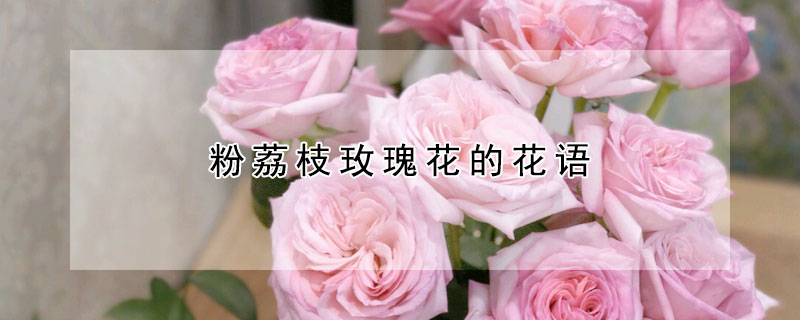 粉荔枝玫瑰花的花語