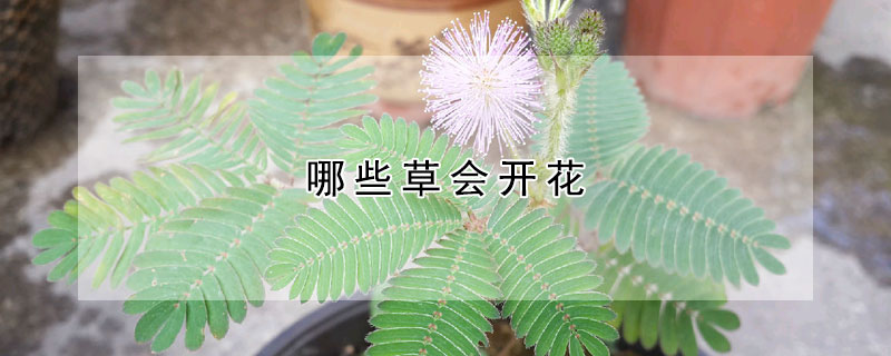 哪些草會(huì)開花