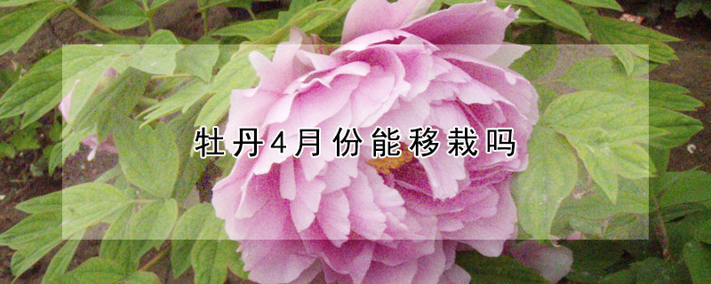 牡丹4月份能移栽嗎