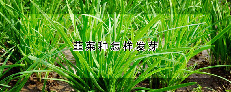 韮菜種怎樣發(fā)芽