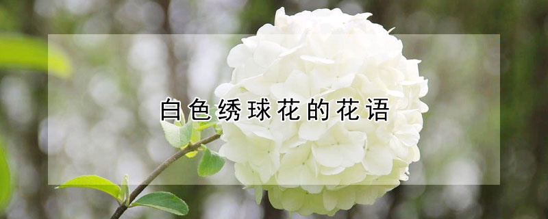 白色繡球花的花語(yǔ)