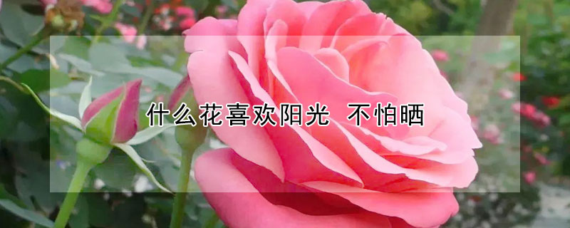 什么花喜歡陽光 不怕曬