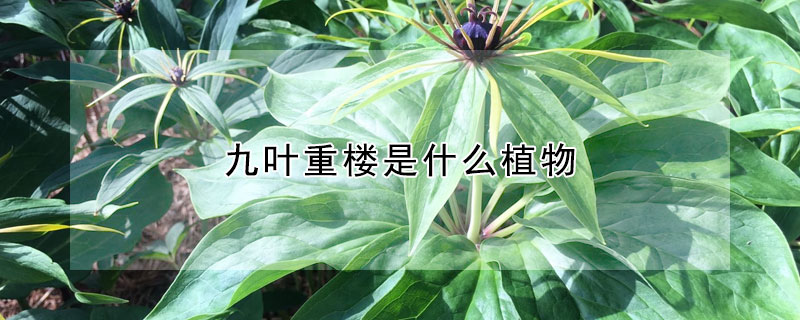 九葉重樓是什么植物