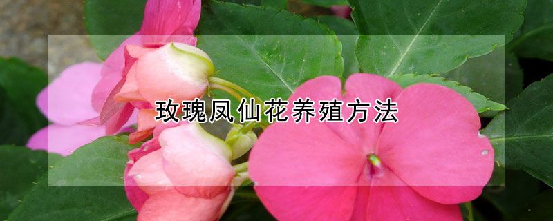 玫瑰鳳仙花養(yǎng)殖方法