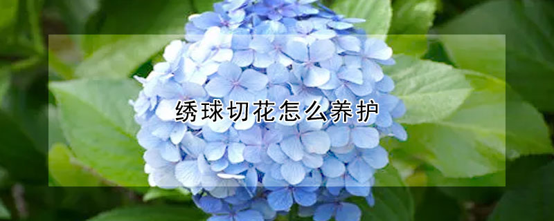 繡球切花怎么養護