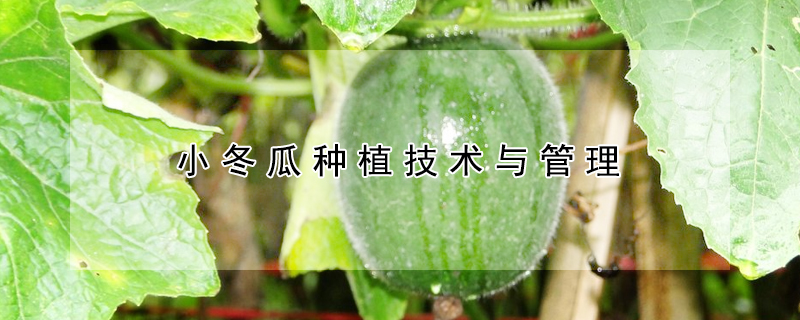 小冬瓜種植技術與管理