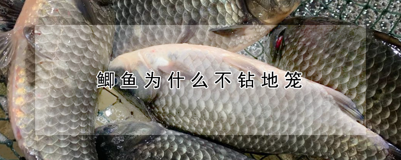 鯽魚為什么不鉆地籠