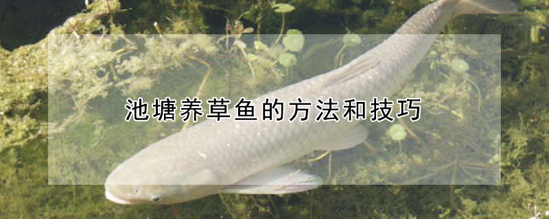 池塘養(yǎng)草魚的方法和技巧