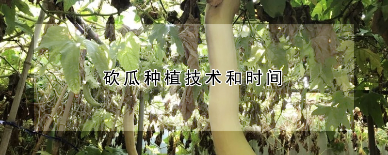 砍瓜種植技術(shù)和時間