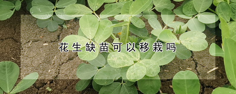 花生缺苗可以移栽嗎