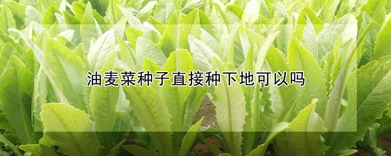 油麥菜種子直接種下地可以嗎