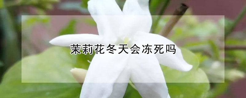 茉莉花冬天會凍死嗎