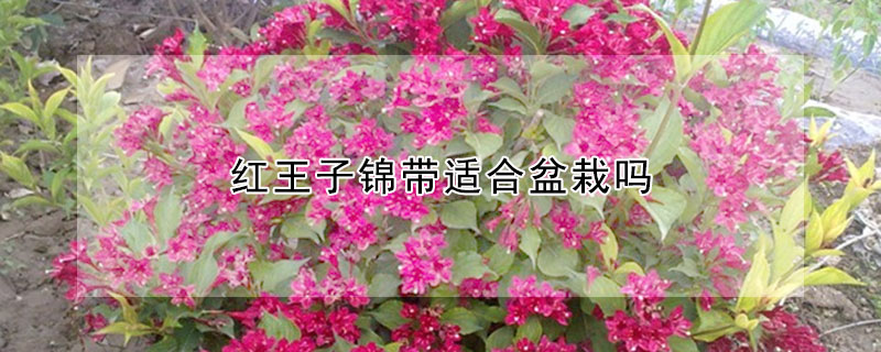 紅王子錦帶適合盆栽嗎