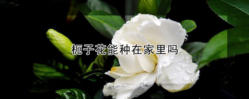 枙子花能種在家里嗎