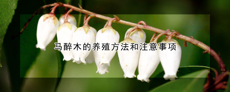 馬醉木的養(yǎng)殖方法和注意事項(xiàng)