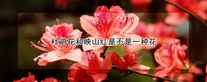 杜鵑花和映山紅是不是一種花