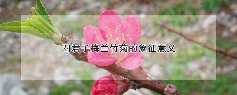 四君子梅蘭竹菊的象征意義