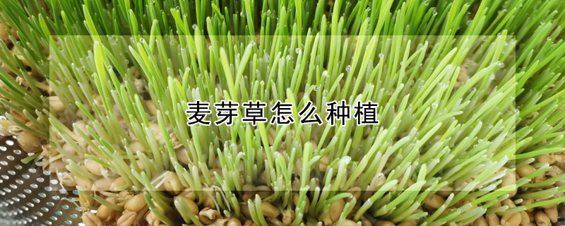 麥芽草怎么種植