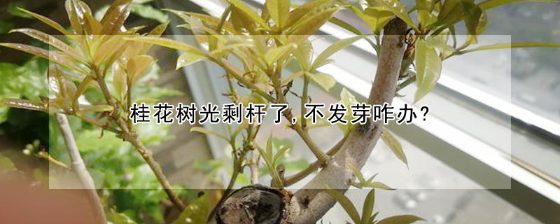 桂花樹光剩桿了,不發(fā)芽咋辦?