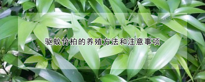 驅蚊竹柏的養殖方法和注意事項