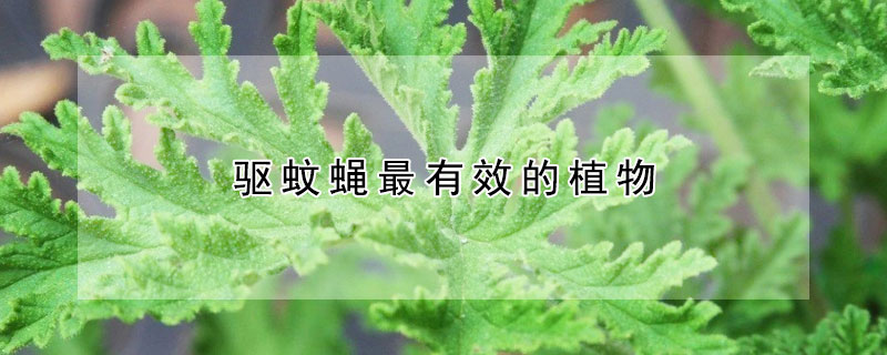 驅蚊蠅最有效的植物