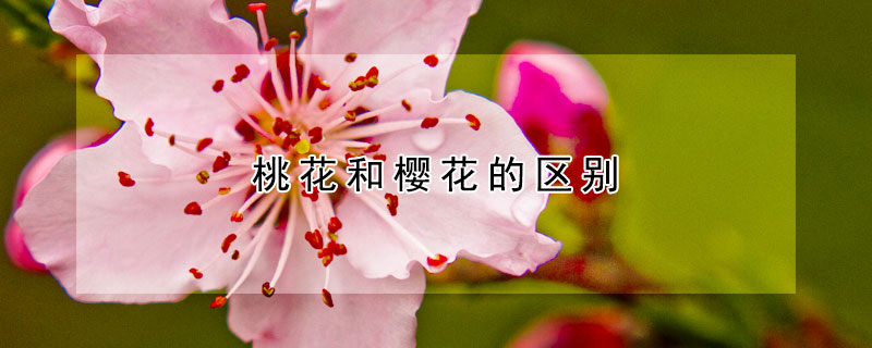 桃花和櫻花的區(qū)別