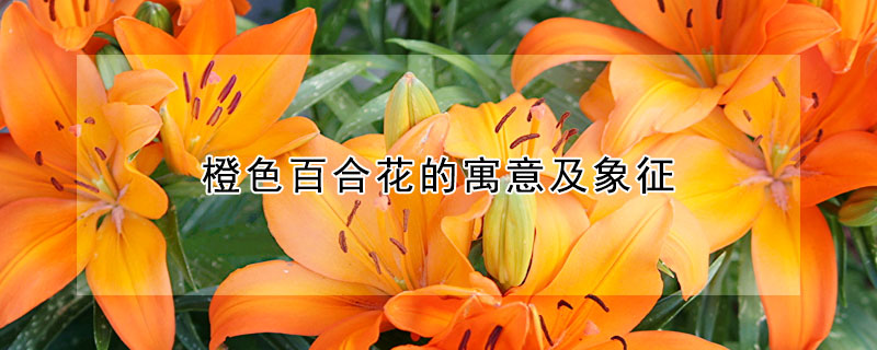 橙色百合花的寓意及象征