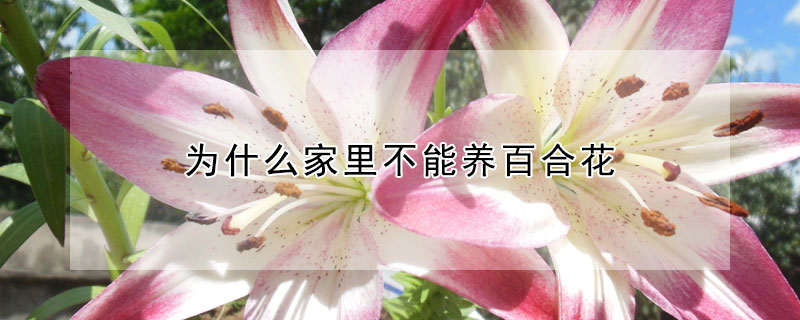 為什么家里不能養百合花