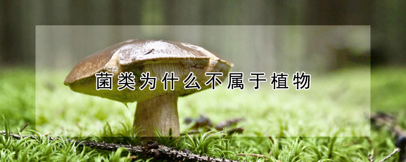 菌類為什么不屬于植物