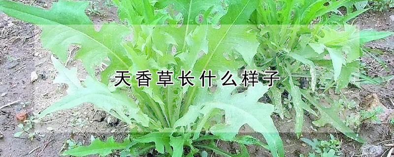 天香草長什么樣子