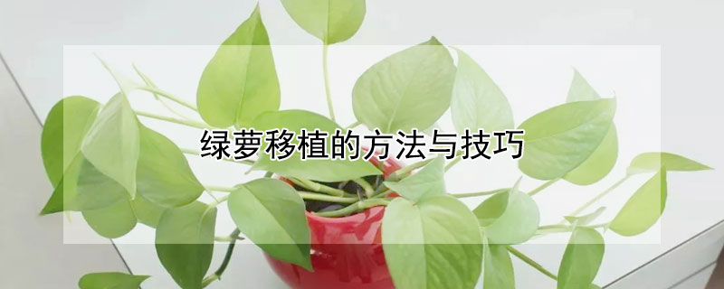 綠蘿移植的方法與技巧