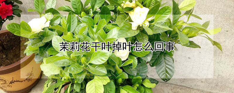 茉莉花干葉掉葉怎么回事