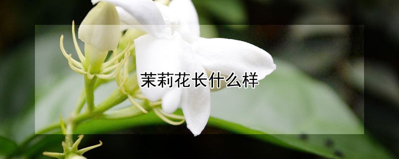 茉莉花長什么樣