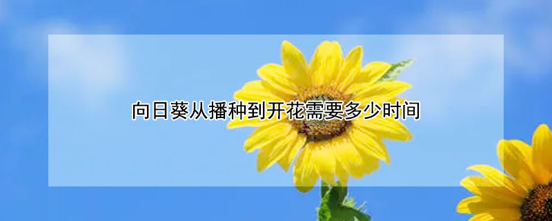 向日葵從播種到開花需要多少時間