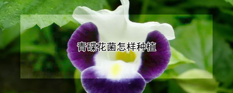 青碟花菌怎樣種植