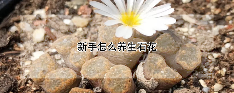 新手怎么養(yǎng)生石花