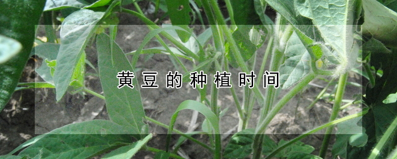 黃豆的種植時間