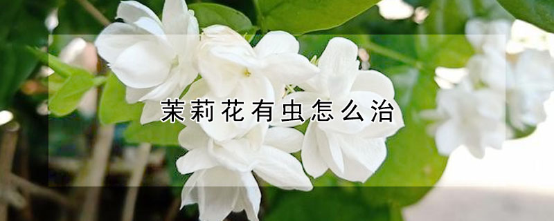 茉莉花有蟲怎么治