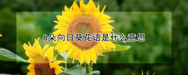 8朵向日葵花語是什么意思