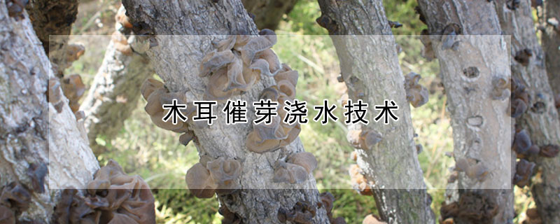 木耳催芽澆水技術(shù)