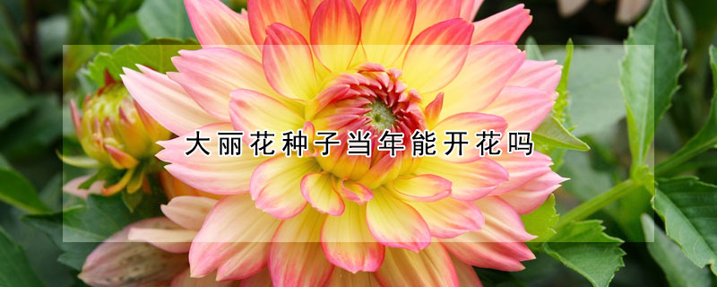 大麗花種子當(dāng)年能開花嗎