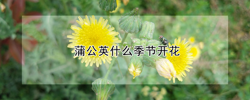 蒲公英什么季節(jié)開花