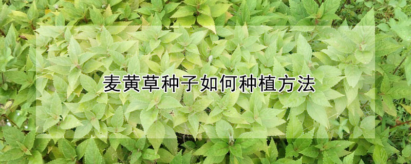 麥黃草種子如何種植方法