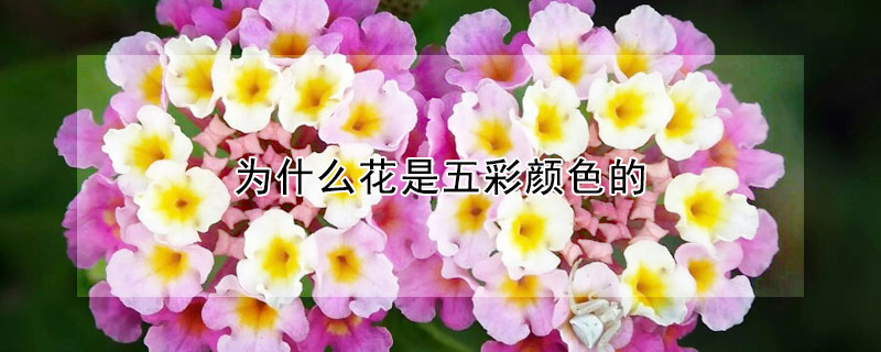 為什么花是五彩顏色的