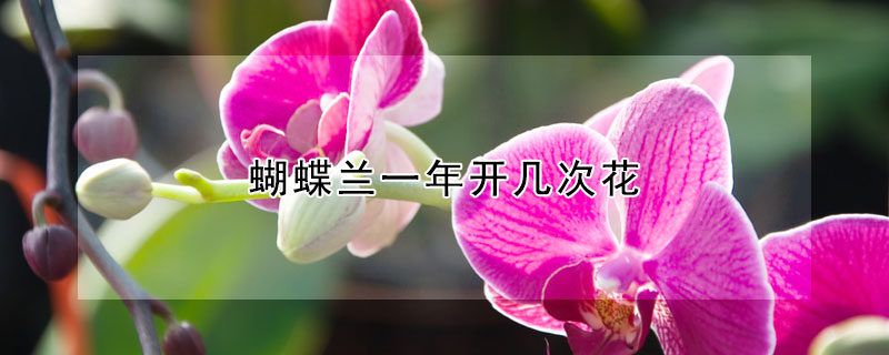 蝴蝶蘭一年開幾次花