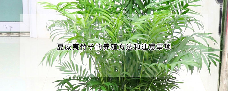 夏威夷竹子的養殖方法和注意事項